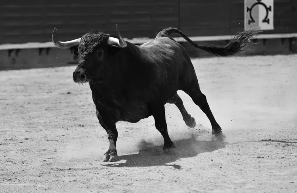 Kampfstier Spanien — Stockfoto