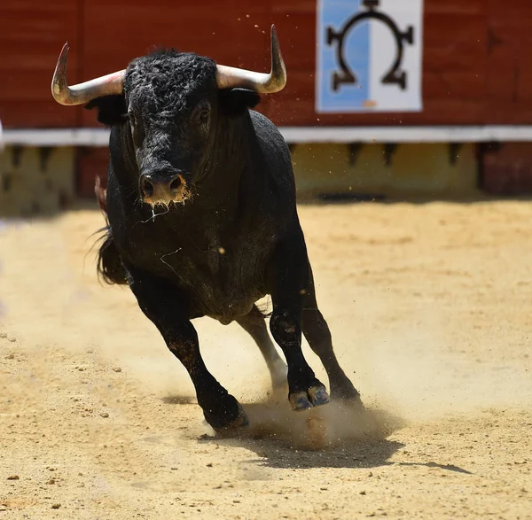 Fighting Tjur Spanien — Stockfoto