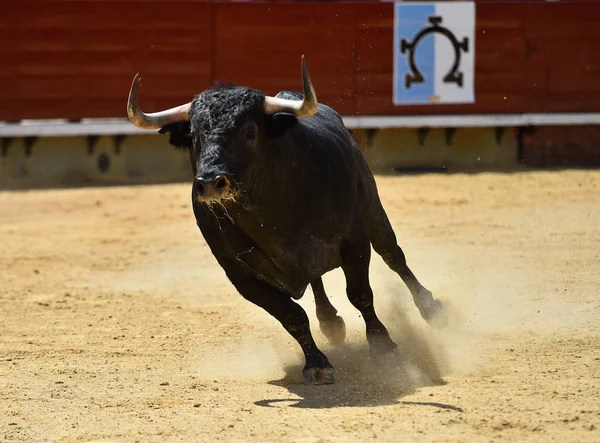 Touro Lutando Espanha — Fotografia de Stock