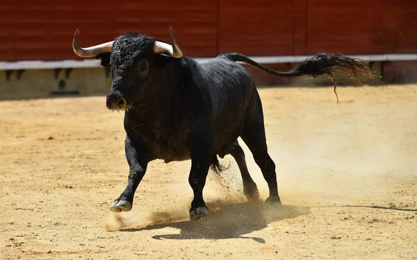 Combattere Toro Spagna — Foto Stock