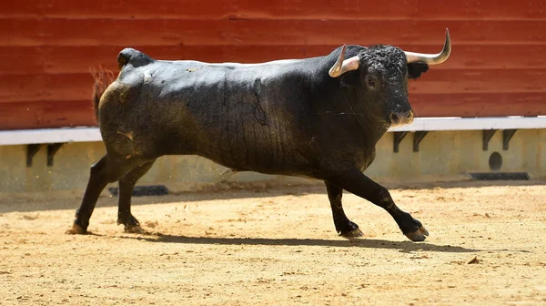 Bekæmpe Tyr Spanien - Stock-foto