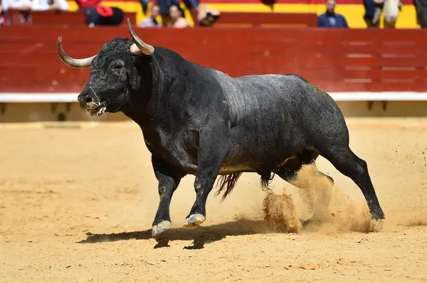 强大的公牛在西班牙与大角 — 图库照片