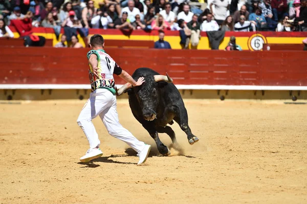 Taureau Fort Espagne Avec Grandes Cornes — Photo