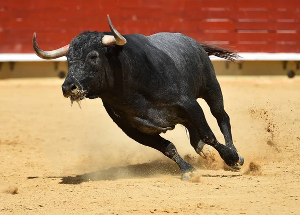 Stark Tjur Spanien Med Stora Horn — Stockfoto