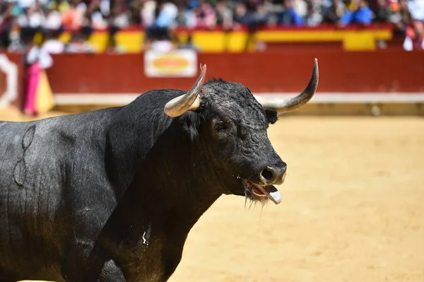 Сильна Бичка Іспанії Великими Рогами — стокове фото