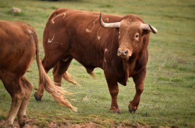büyük boynuzları ile İspanya'da güçlü boğa
