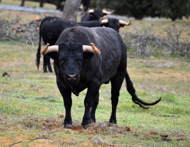 büyük boynuzları ile İspanya'da güçlü boğa