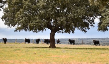 büyük boynuzları ile İspanya'da güçlü boğa