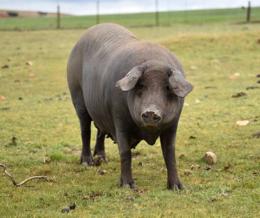 yeşil alanda iberian büyük domuz