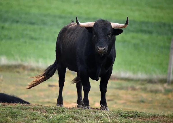 Strong Bull Spain Big Horns — Stock Photo, Image