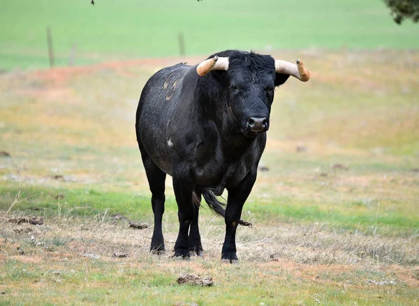 Forte Toro Spagna Con Grandi Corna — Foto Stock