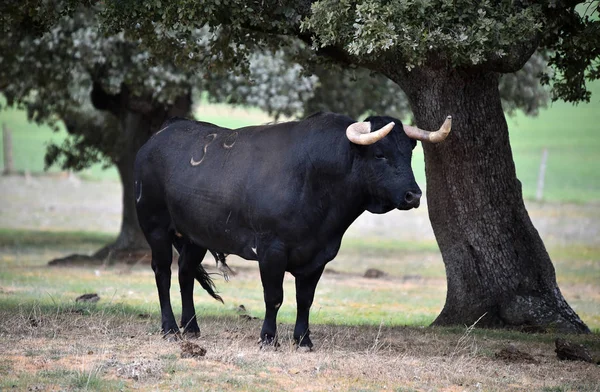 强大的公牛在西班牙与大角 — 图库照片