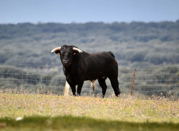 Toro Fuerte España Con Cuernos Grandes —  Fotos de Stock