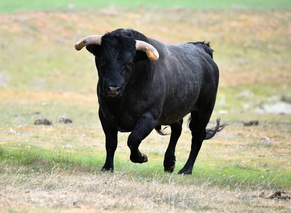 Forte Toro Spagna Con Grandi Corna — Foto Stock