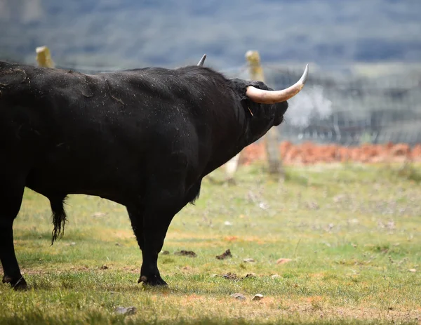 Starker Stier Spanien Mit Großen Hörnern — Stockfoto