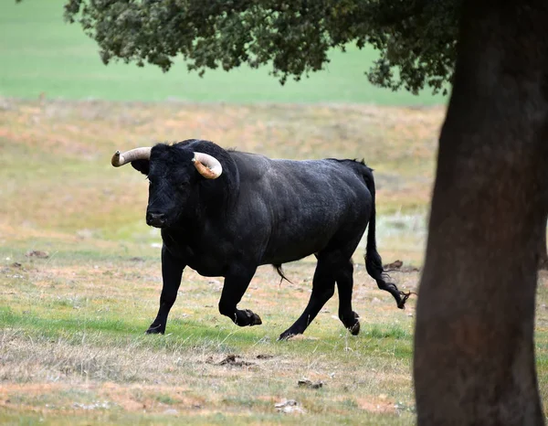Сильный Бык Испании Большими Рогами — стоковое фото