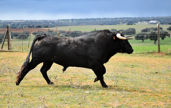 Stark Tjur Spanien Med Stora Horn — Stockfoto