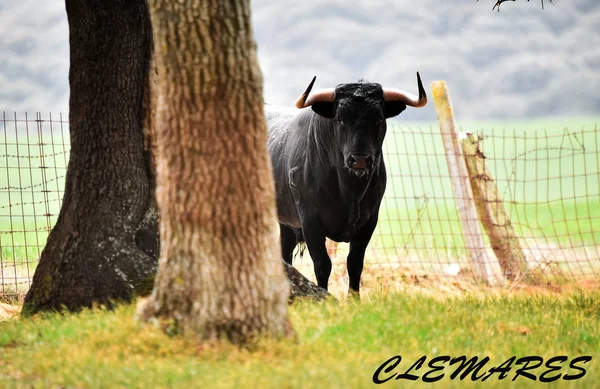 大きな角を持つスペインの強い雄牛 — ストック写真