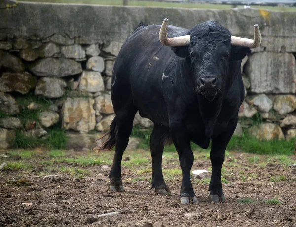 Taureau Fort Espagne Avec Grandes Cornes — Photo