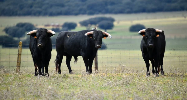 Strong Bull Spain Big Horns — Stock Photo, Image