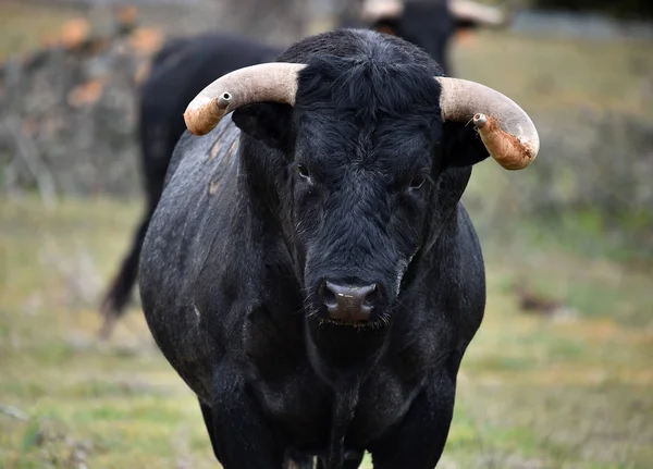 Starker Stier Spanien Mit Großen Hörnern — Stockfoto