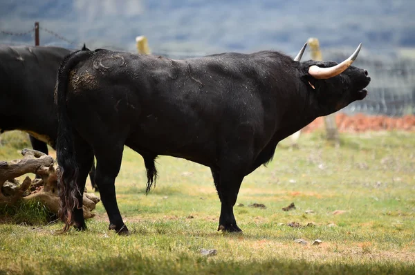 Forte Toro Spagna Con Grandi Corna — Foto Stock