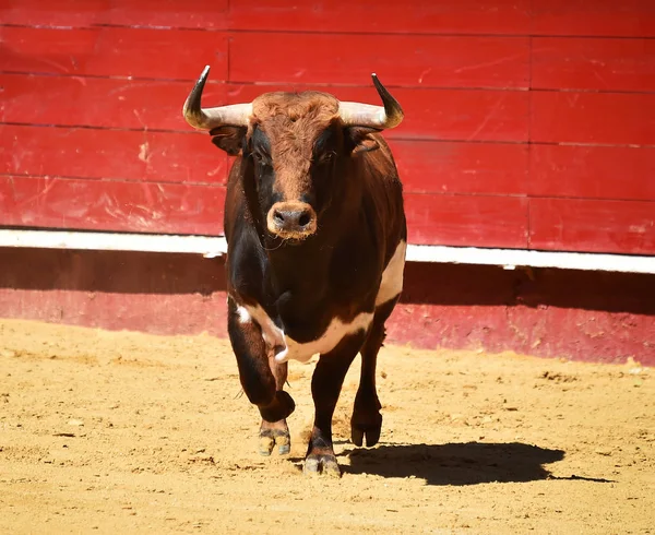 Walka Hiszpański Byk Działa Arena Walk Byków — Zdjęcie stockowe