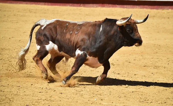 fighting spanish bull running in bullring