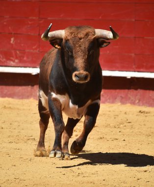 İspanyol boğa güreşi çalışan boğa