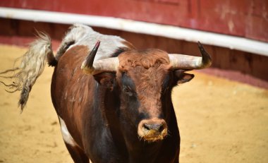 İspanyol boğa güreşi çalışan boğa