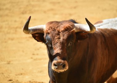 İspanyol boğa güreşi çalışan boğa