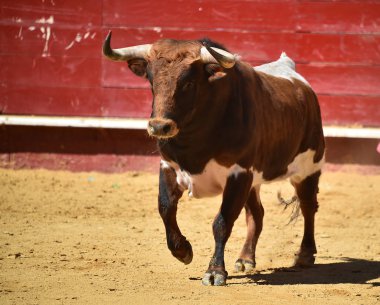 İspanyol boğa güreşi çalışan boğa