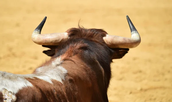 战斗公牛运行在西班牙斗牛场 — 图库照片