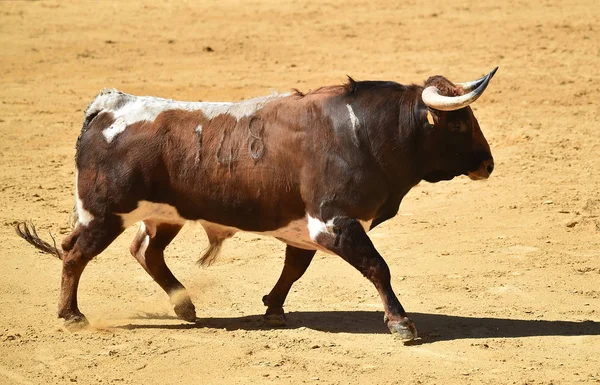 スペインの闘牛で走っている闘牛と戦う — ストック写真