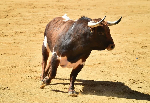 Touro Lutando Correndo Touro Espanhol — Fotografia de Stock