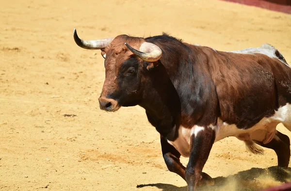 Harci Bika Futó Spanyol Bikaviadal — Stock Fotó