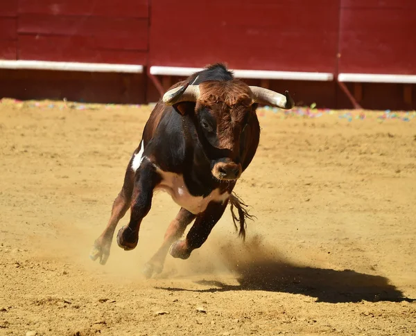 Fighting Bull Kör Spanska Tjurfäktningsarenan — Stockfoto