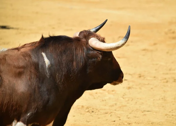 Fighting Bull Kör Spanska Tjurfäktningsarenan — Stockfoto
