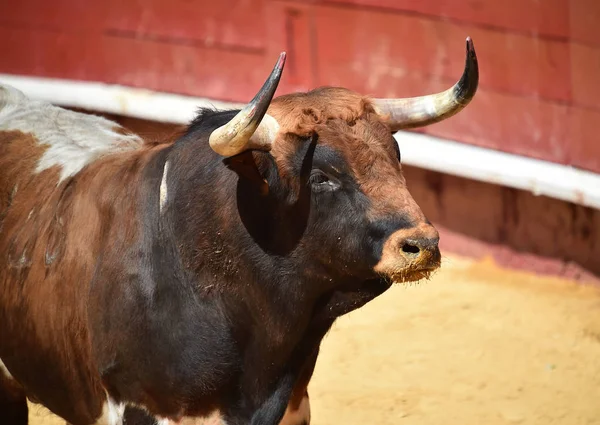 Combattere Toro Esecuzione Bullring Spagnolo — Foto Stock