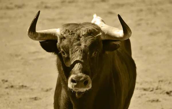 Taureau Combat Courant Arène Espagnole — Photo