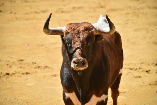 Vechten Stier Lopen Spaanse Stierenarena — Stockfoto