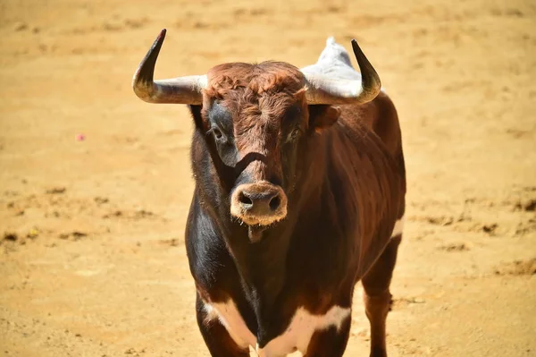 Vechten Stier Lopen Spaanse Stierenarena — Stockfoto