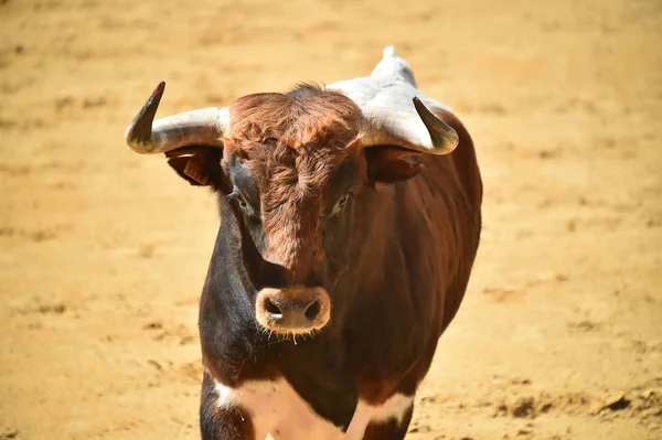 Fighting Bull Running Spanish Bullring — Stock Photo, Image