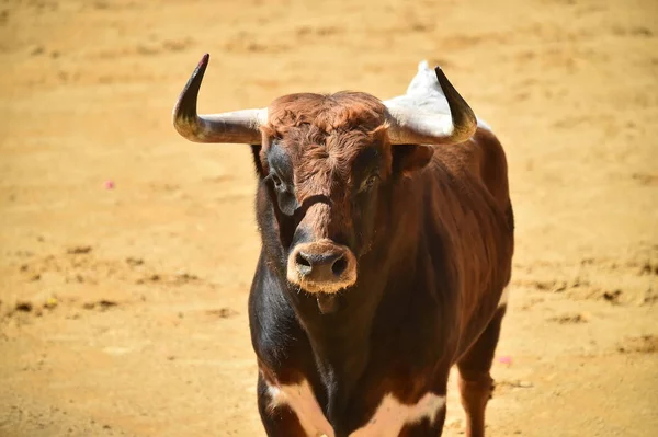 fighting bull running in spanish bullring