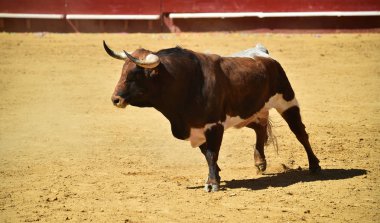 Arena içinde çalışan İspanya boğa