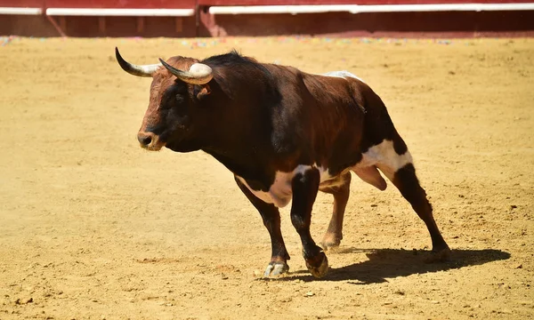 Bika Futó Bikaviadal Spanyolországban — Stock Fotó