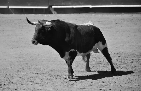 Taureau Espagne Courir Dans Les Arènes — Photo