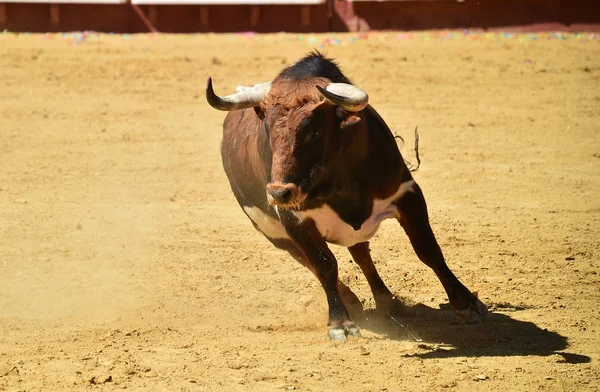 Touro Espanha Correndo Touros — Fotografia de Stock