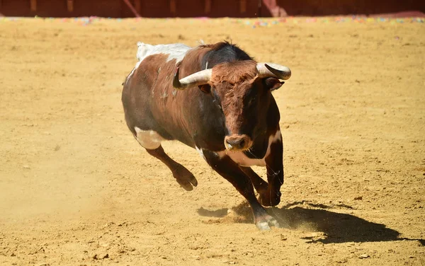 Arena Içinde Çalışan Spanya Boğa — Stok fotoğraf