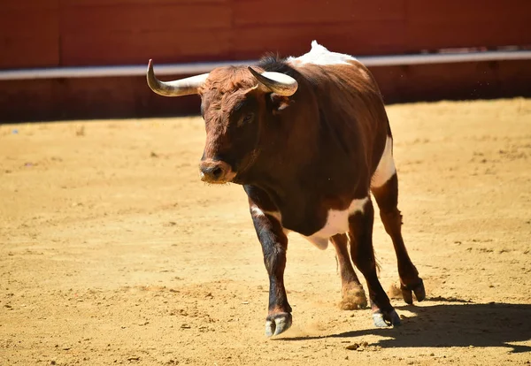 Arena Içinde Çalışan Spanya Boğa — Stok fotoğraf